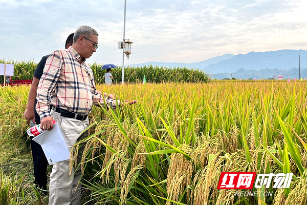 隆平高科两优0293安徽减产绝收_隆平高科千股千评_隆平高科种子行业灾后救助基金