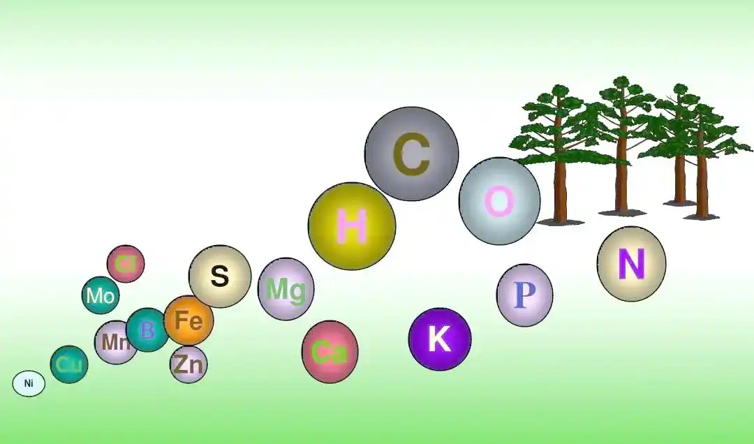 植物营养元素大量元素 微量元素 氮磷钾元素作用_植物氮代谢