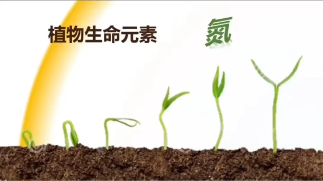 植物氮素作用_植物氮代谢_植物缺氮症状